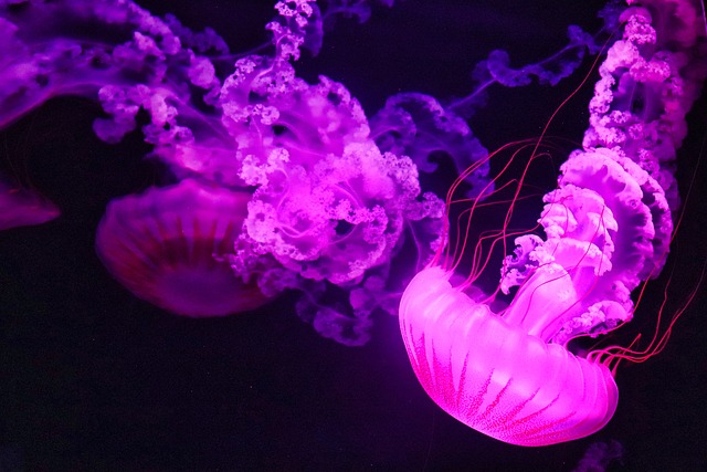 Mythical and Fantasy-Inspired Jellyfish Names