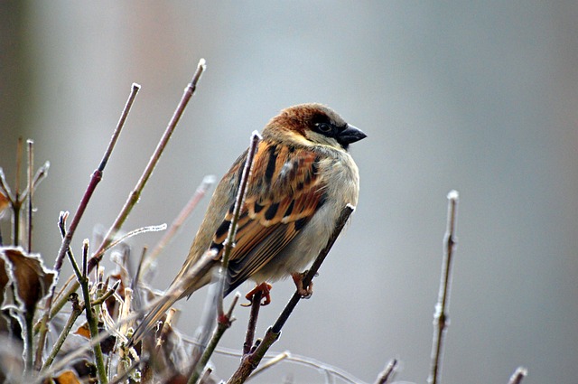 Mythical and Fantasy-Inspired Sparrow Names