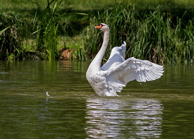 Mythological Swan Names