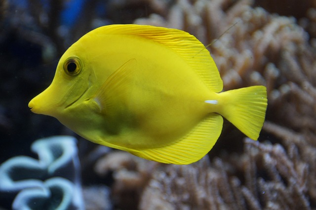 Names Based on Yellow Fish Species