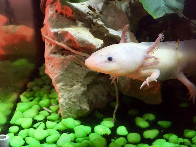 Nature-Inspired Axolotl Names