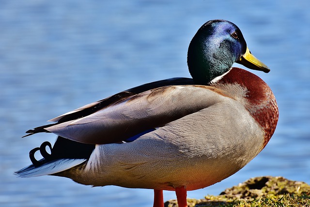 Nature-Inspired Duck Names