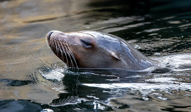 Nature-Inspired Elephant Seal Names