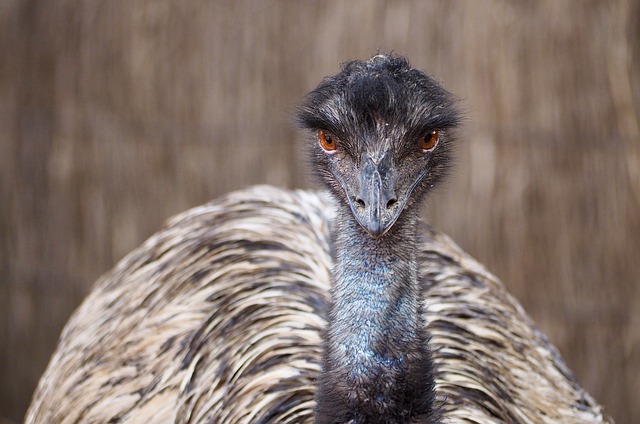 Nature-Inspired Emu Names