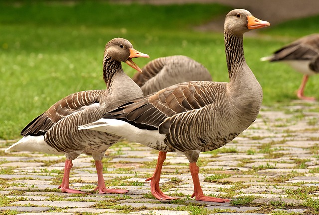 Nature-Inspired Goose Names