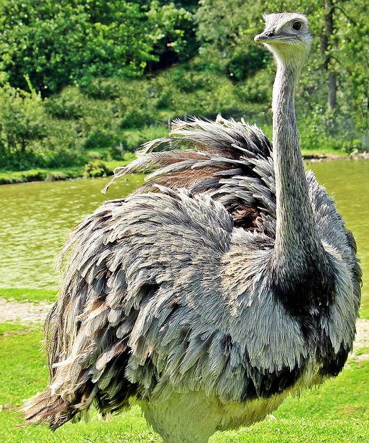 Nature-Inspired Ostrich Names