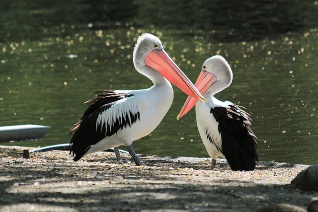 Nature-Inspired Pelican Names