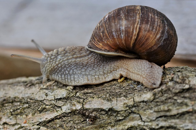 Nature-Inspired Snail Names