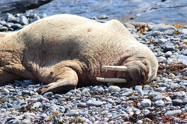 Nature-Inspired Walrus Names