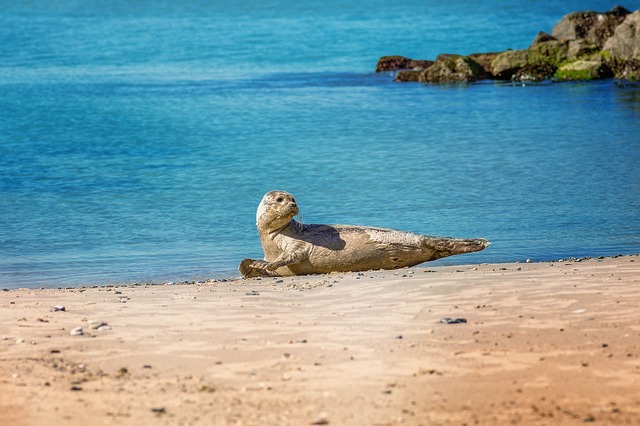 Ocean-Inspired Seal Names