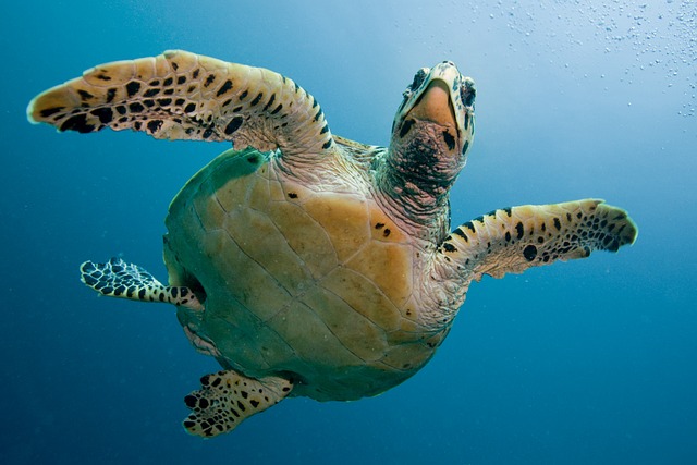 Ocean-Inspired Turtle Names