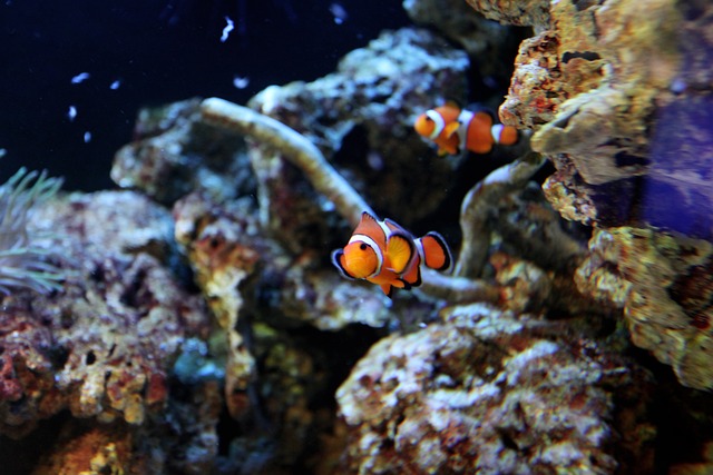 Pair Names for Clownfish