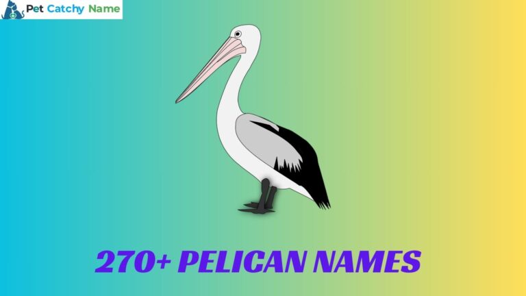 Pelican Names