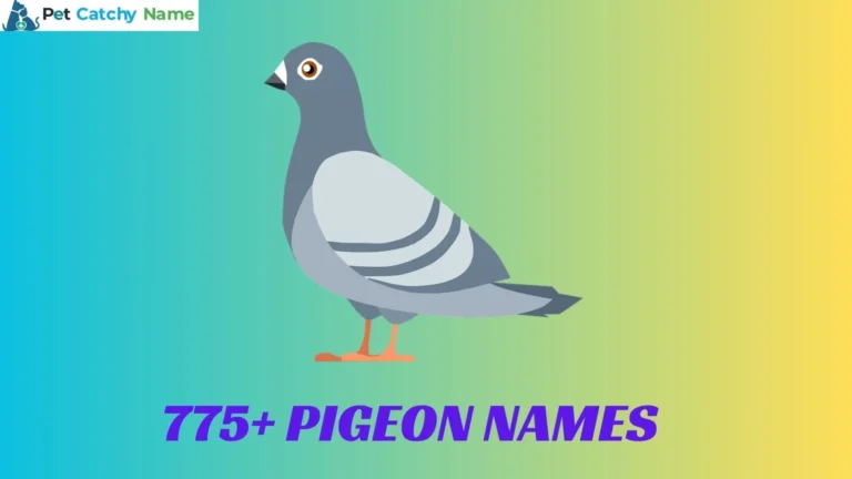 Pigeon Names