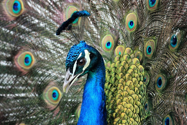 Quirky Peacock Names for Fun-Loving Birds