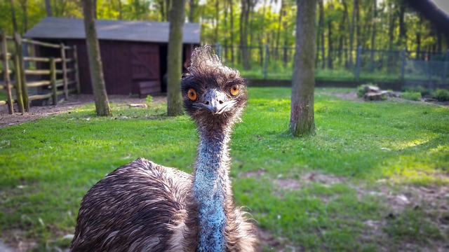 Seasonal and Festive Emu Names