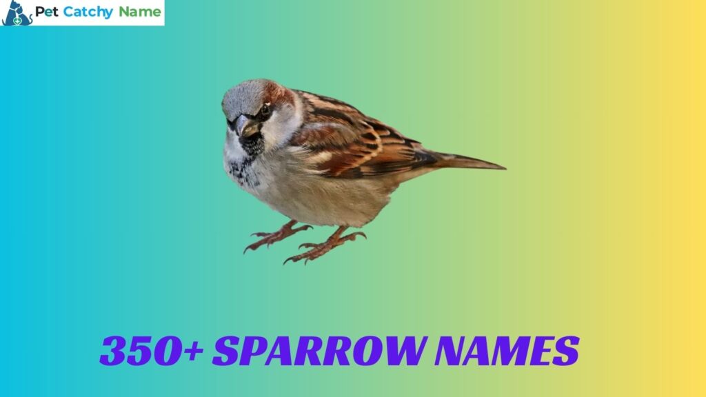 Sparrow Names