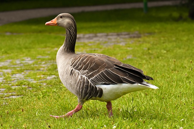 Strong Goose Names