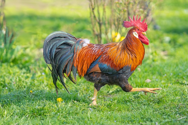 Strong and Regal Chicken Names