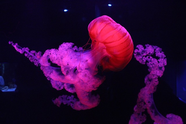 Tech-Inspired Jellyfish Names