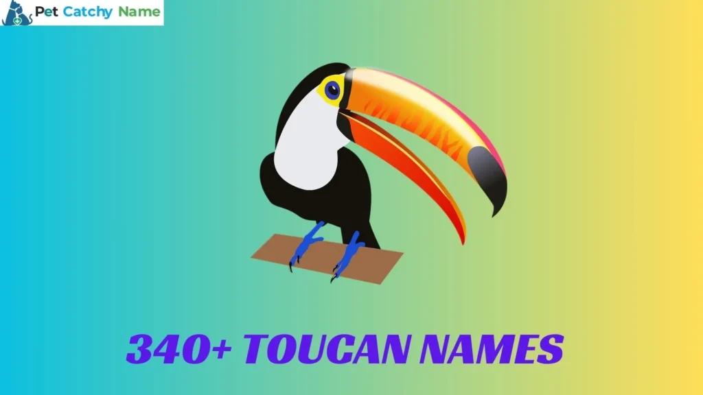 Toucan Names