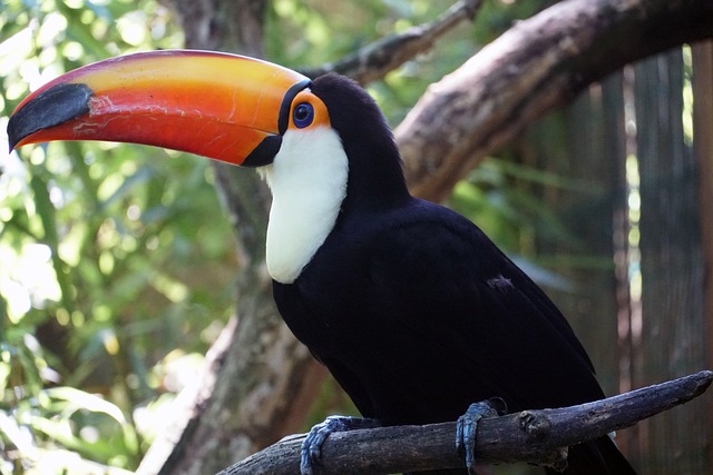 Travel-Inspired Toucan Names