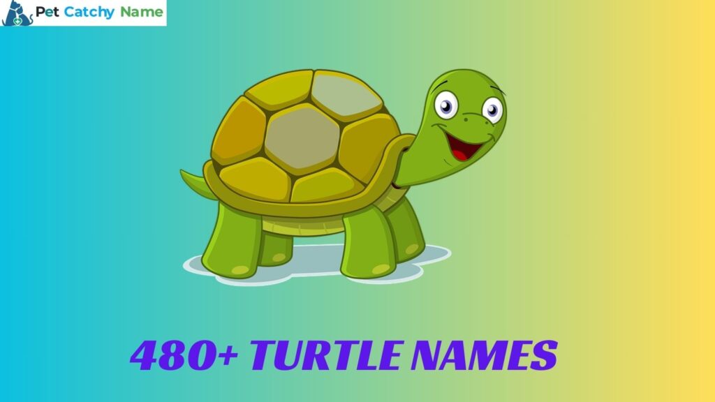 Turtle Names