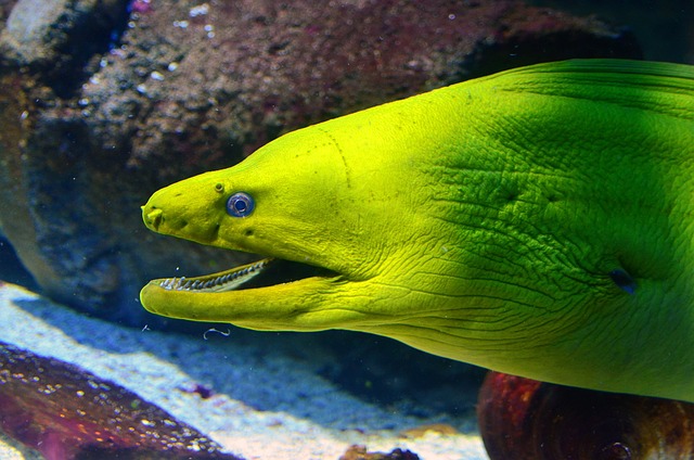 Unique Eel Names Inspired by Nature