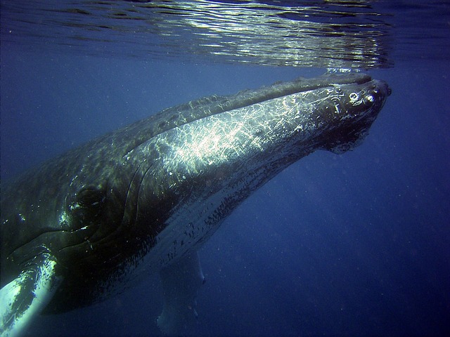 Unique Whale Names