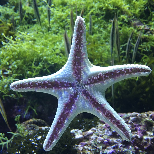 Unique and Quirky Starfish Names