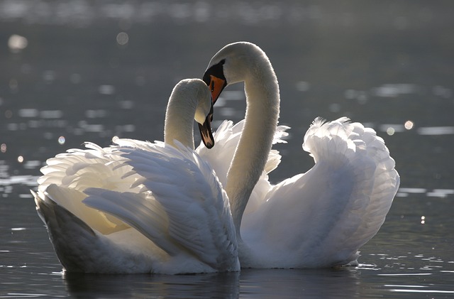 Unique and Uncommon Swan Names