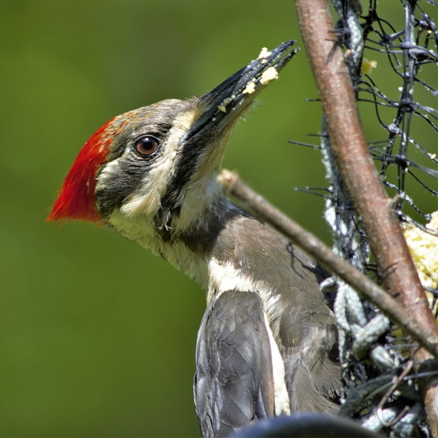 Woodpecker Names Inspired by Sounds