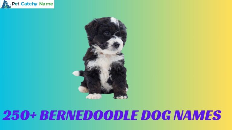 Bernedoodle Dog Names