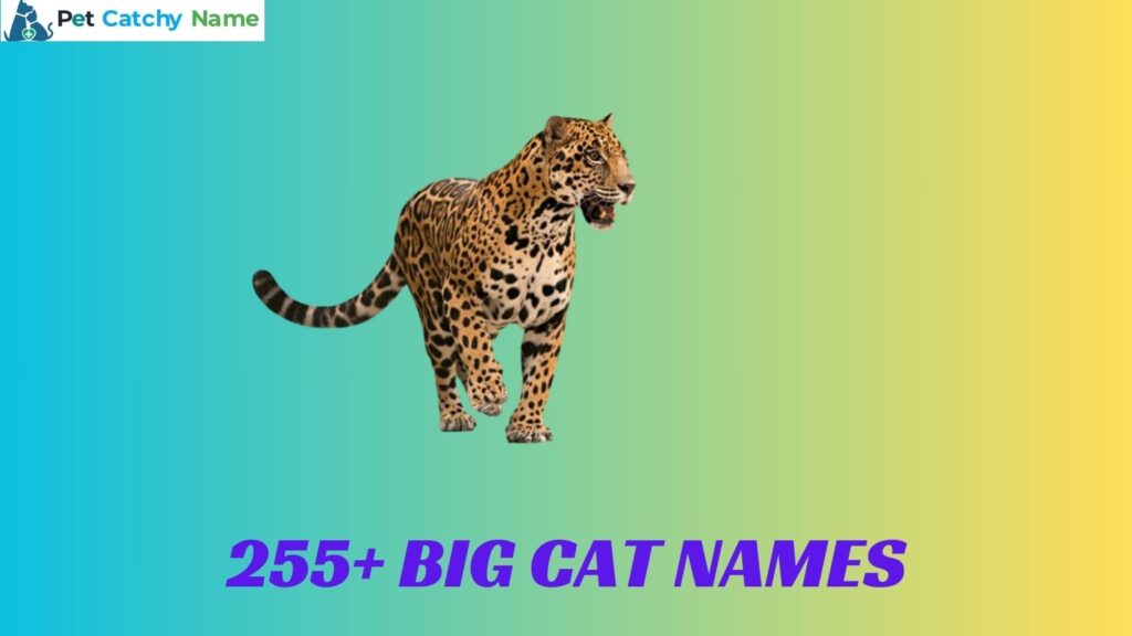 Big Cat Names