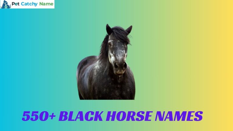 Black Horse Names