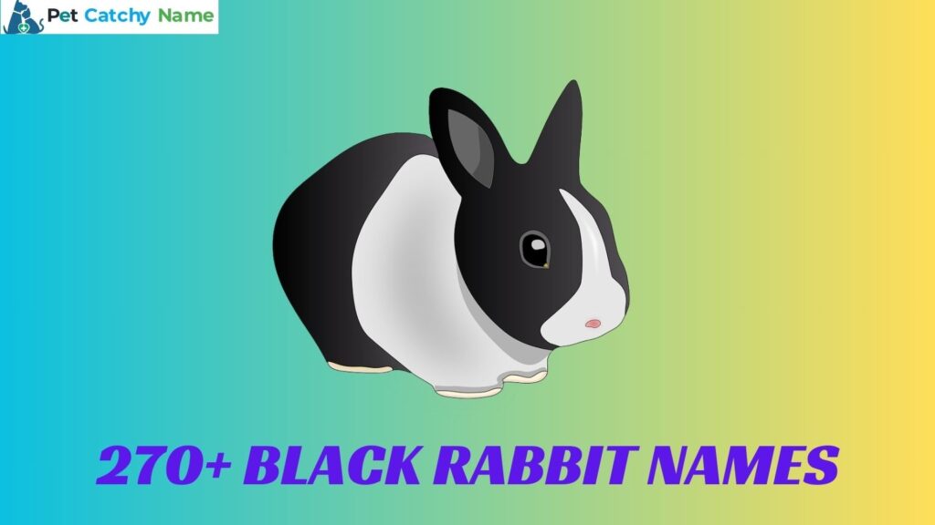 Black Rabbit Names