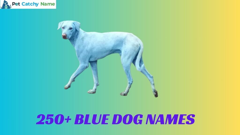 Blue Dog Names