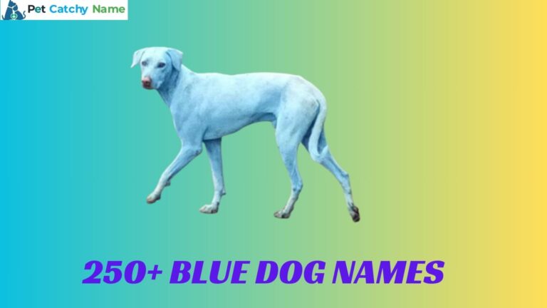 Blue Dog Names