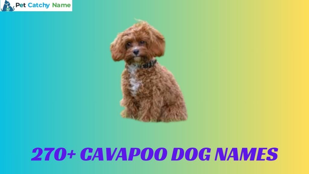 Cavapoo Dog Names