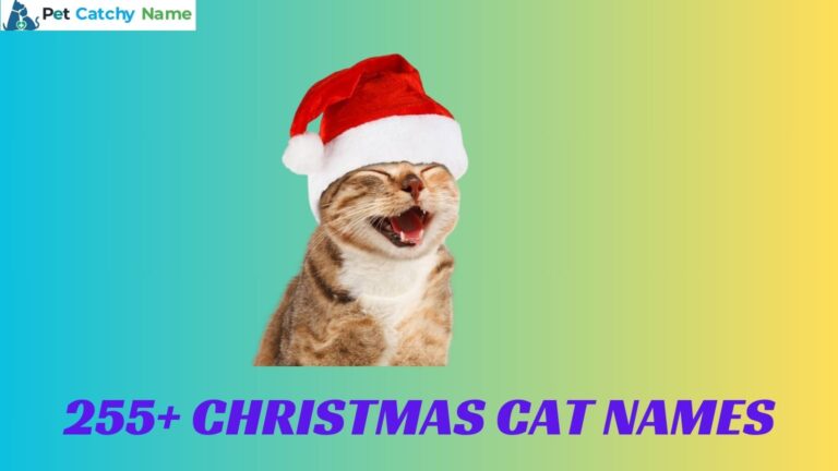 Christmas Cat Names