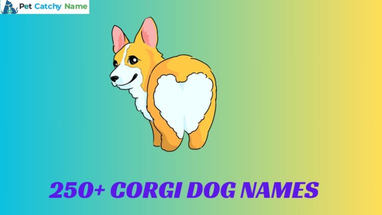 Corgi Dog Names