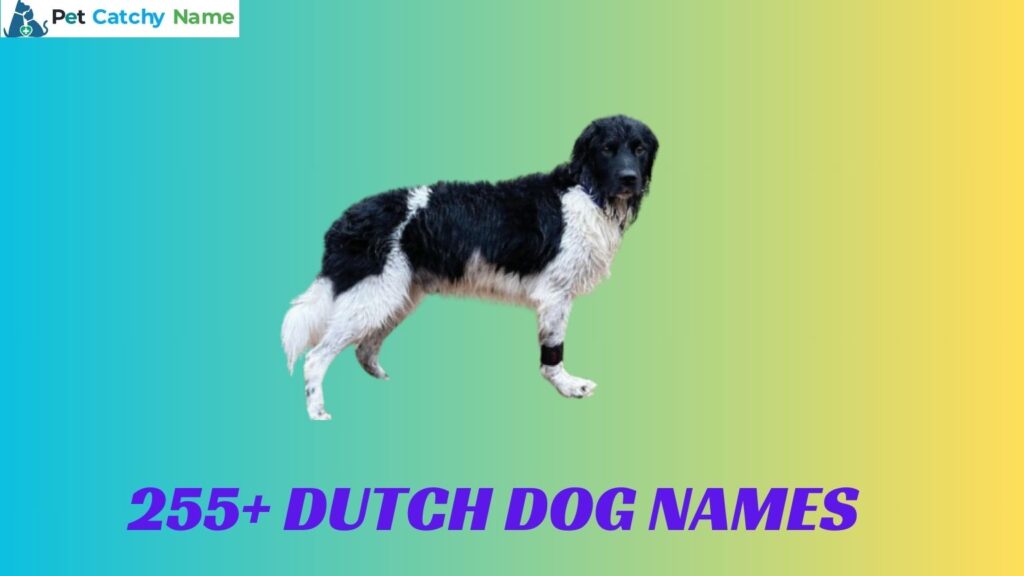 Dutch Dog Names