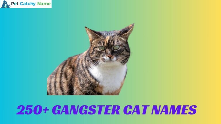 Gangster Cat Names