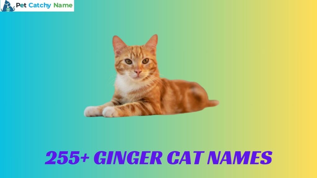 Ginger Cat Names