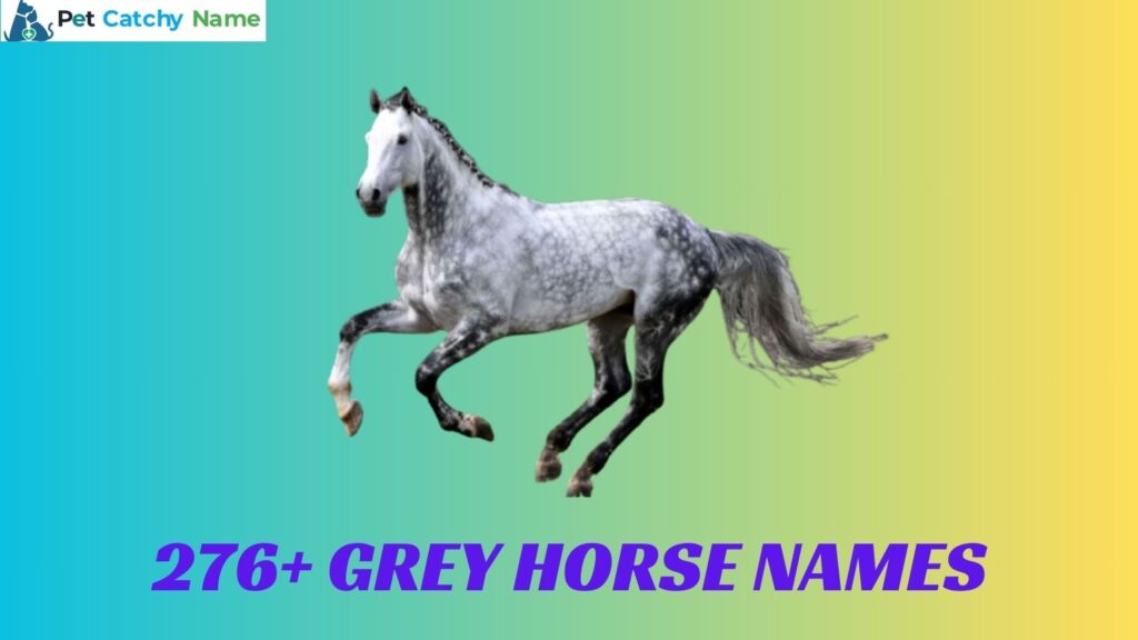 Grey Horse Names