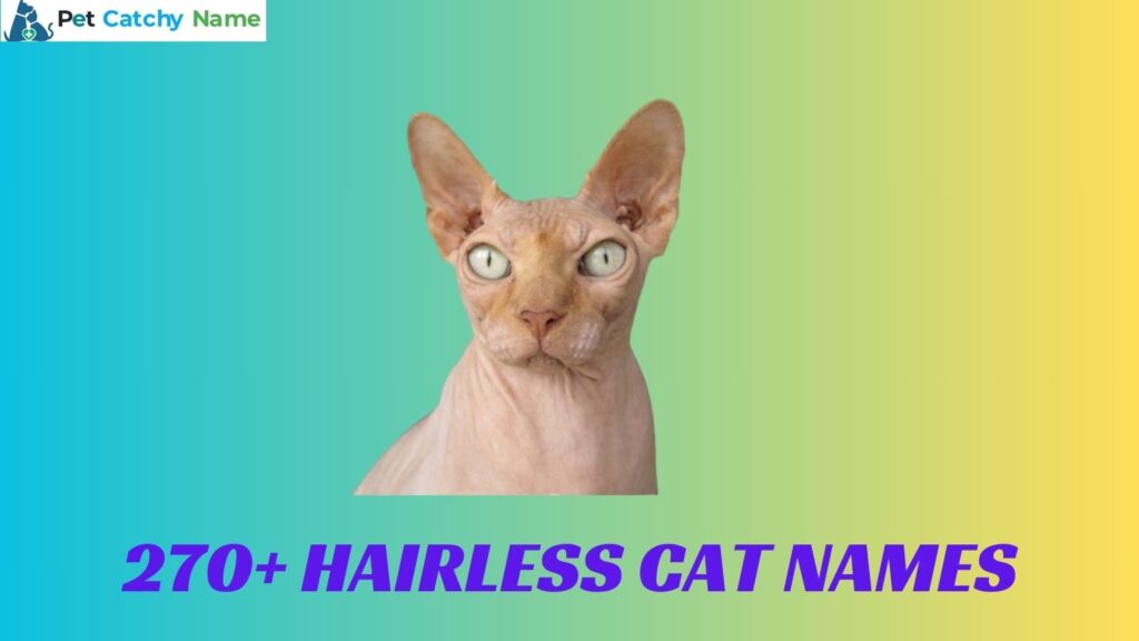 Hairless Cat Names