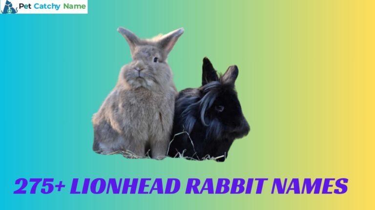 Lionhead Rabbit Names