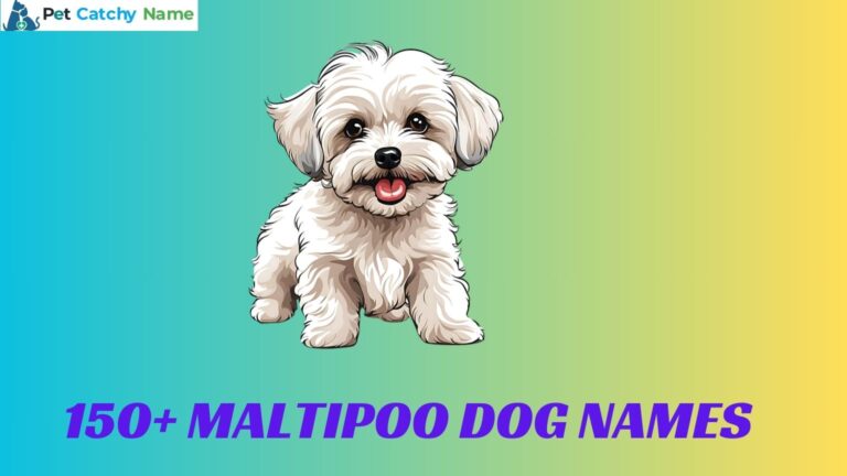 Maltipoo Dog Names