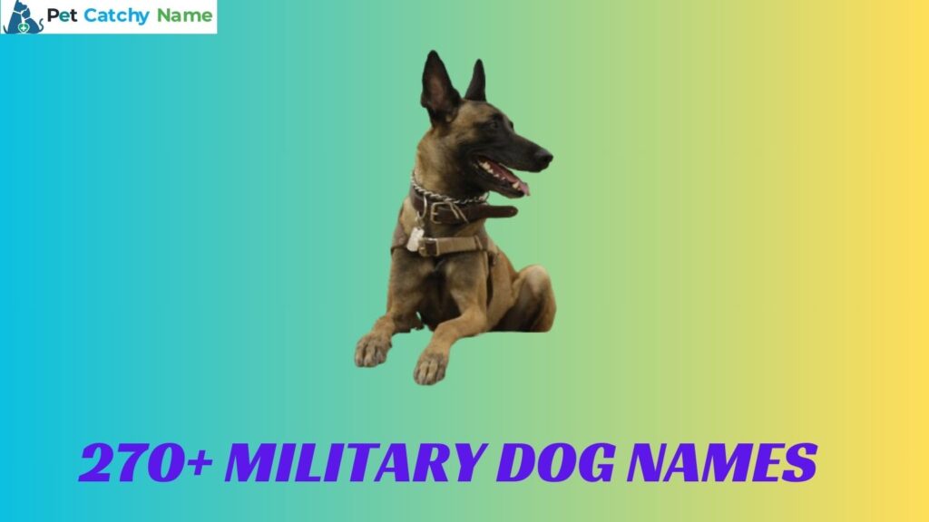 Military Dog Names