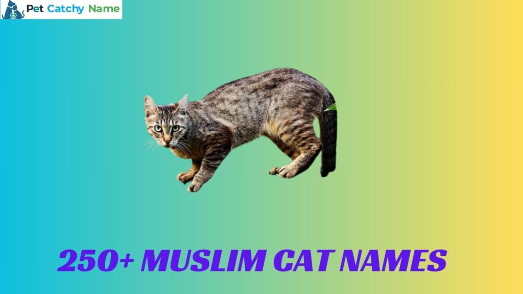 Muslim Cat Names